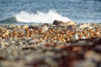 Jespak rezavy - Calidris canutus - Red Knot 2336
